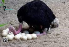 ostrich egg protein