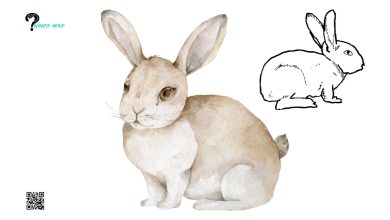 Techniques for Creating a Cute Bunny Drawing